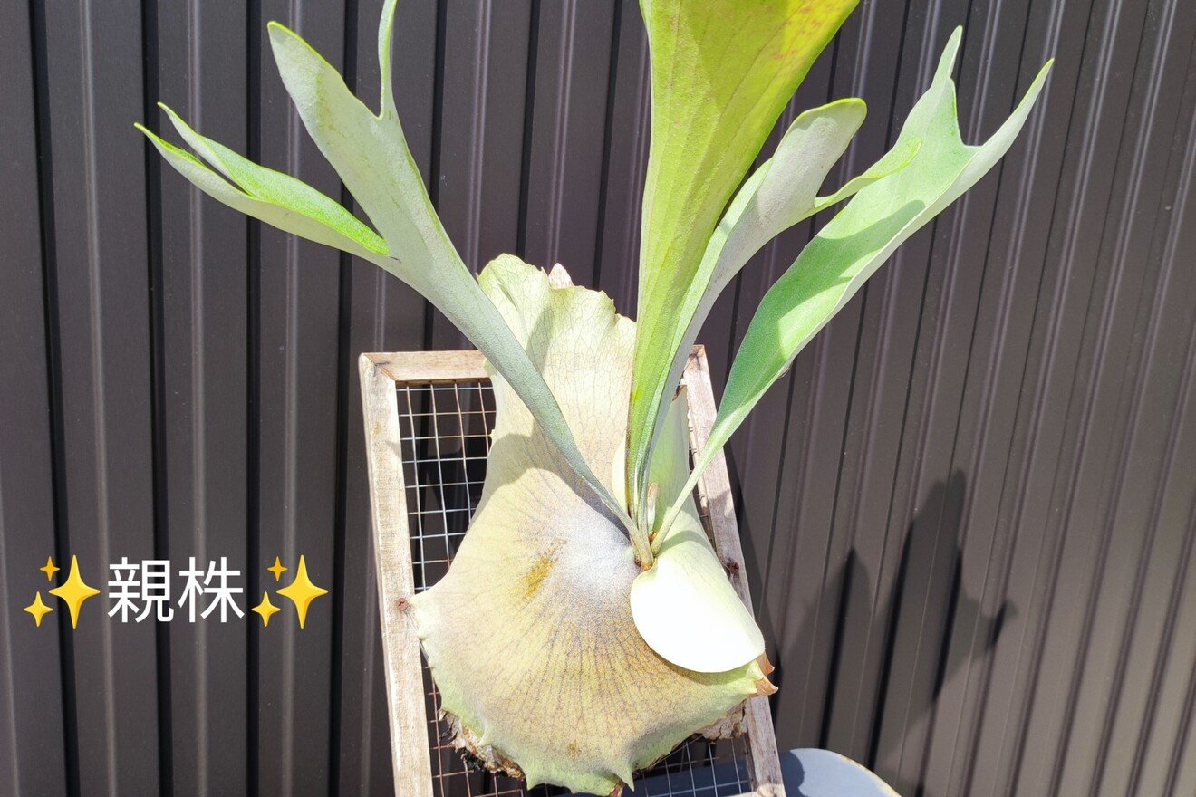 おしゃれ観葉植物】ビカクシダ ネザーランド 壁掛け 初心者向けの丈夫