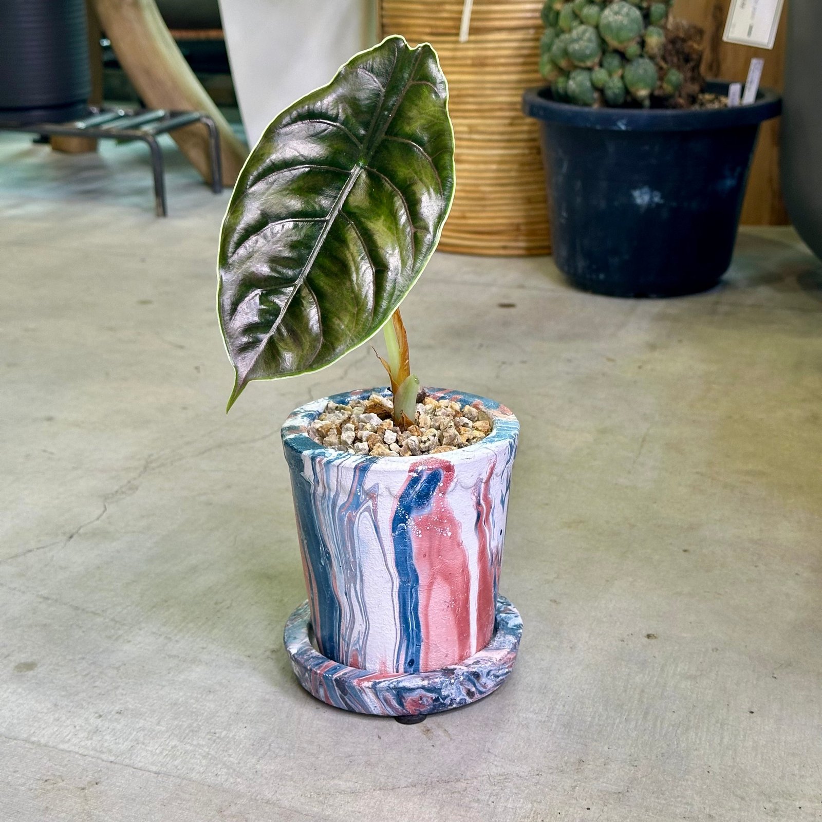 アロカシア・アズラニー | barrelplants_BONSAI