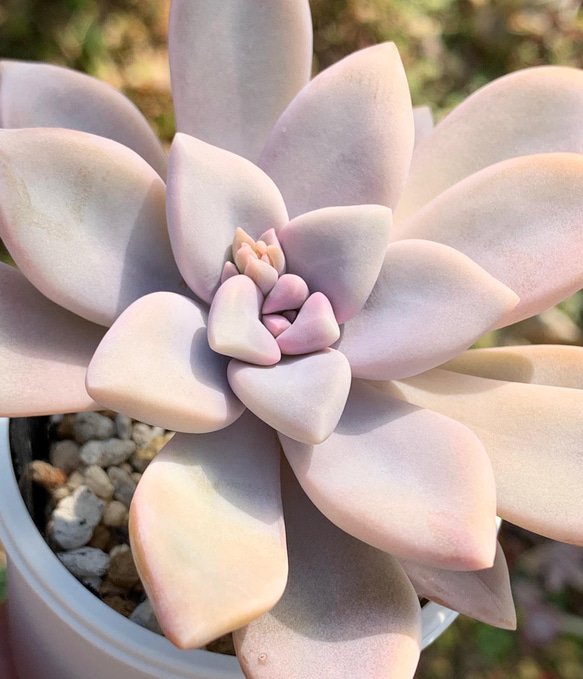 ☆淡雪 多肉植物 自家栽培 国産 多肉植物 美✴︎taniku 通販 13438308