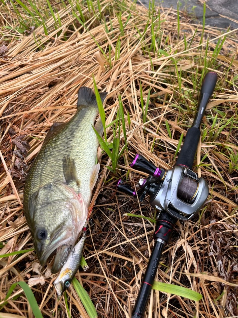 SHIMANO 21ゾディアス (パックロッド) C72MH-5の最安値・インプレ